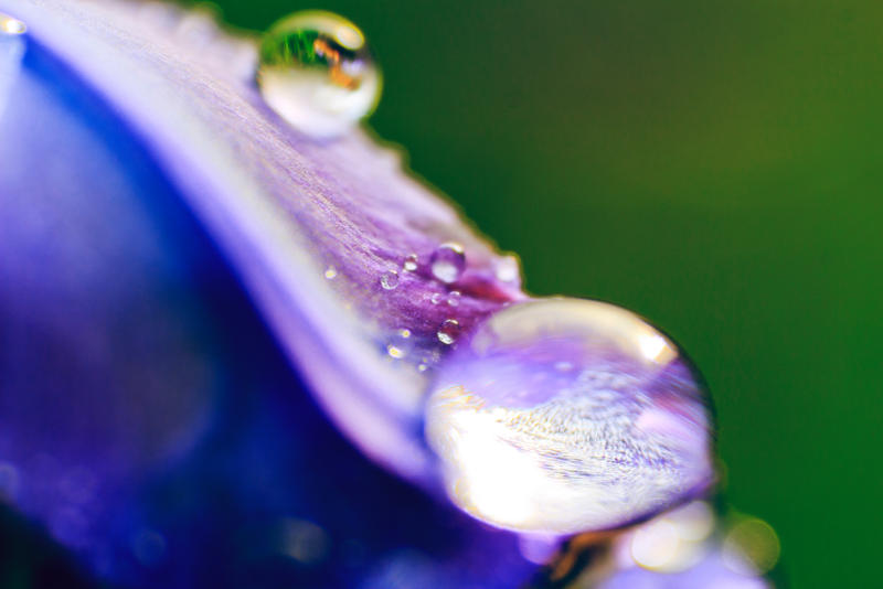 Drops On Flower