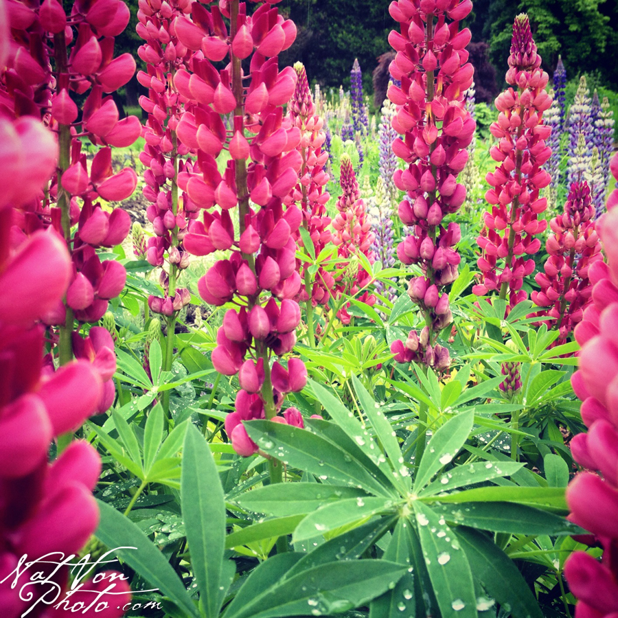 Lively Lupins