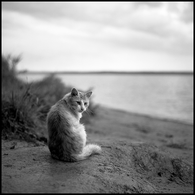 Landscape with red cat