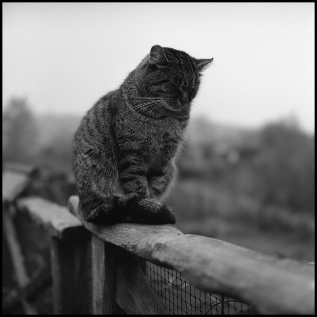 Sleepy cat from Prague Zoo