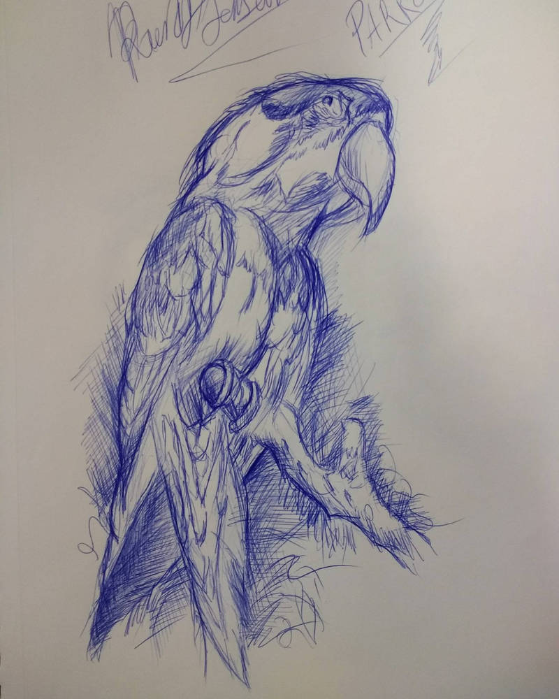 Drawing a parrot with a ballpoint pen., Ekaterina B