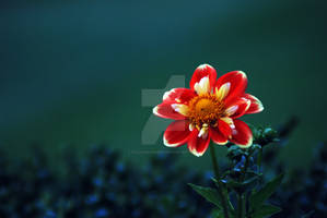Red and Yellow Flower