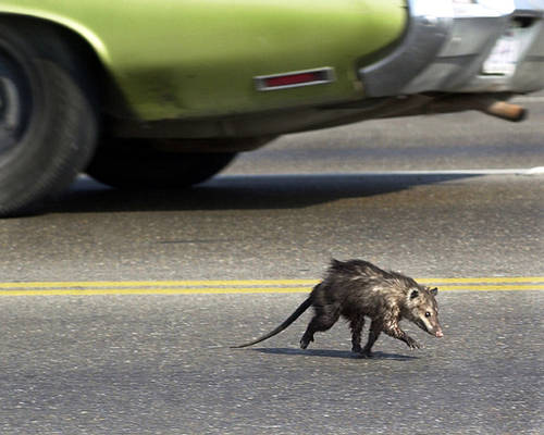 Jaywalking Opossum