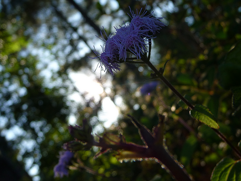 Afternoon Rays