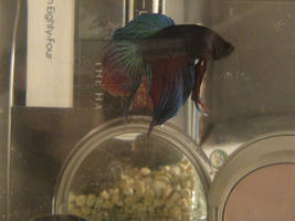 Sergeant Rammer the Beta Fish2