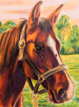 Dr. Dolan horse