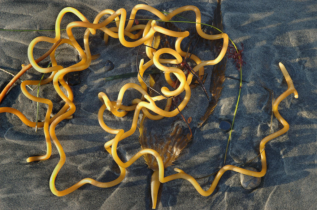 Rope Kelp Carlsbad CA 2006 by SteveVodhanel on DeviantArt