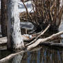 Pond Convict Lake, CA