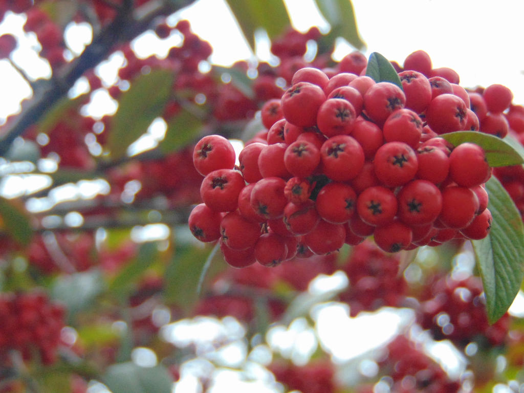 Red Berries