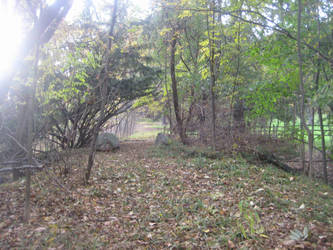 Path in the Woods