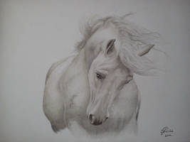 Untitled  horse