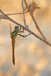 Sympetrum fonscolombii by RGSeby