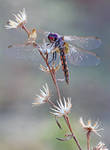 Trithemis annulata by RGSeby