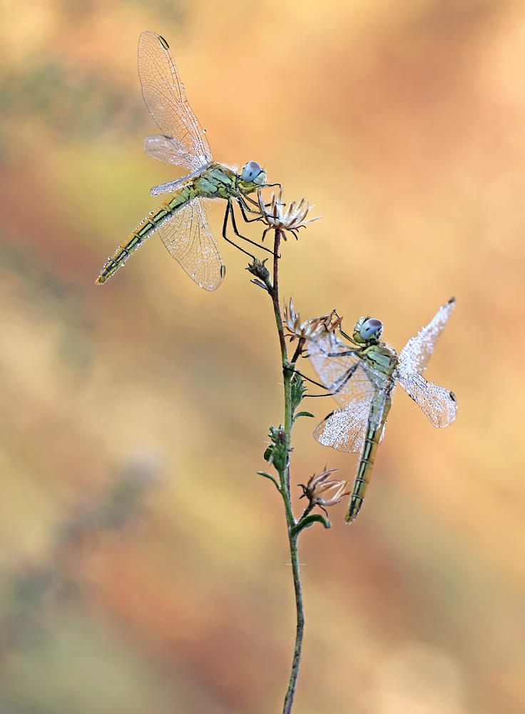 Sympetrum fonscolomii,brotherhood grass.