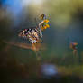 Papilio Demoleus