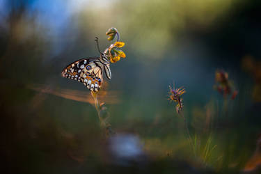 Papilio Demoleus by RGSeby