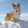 Shippo on the Snow Bank