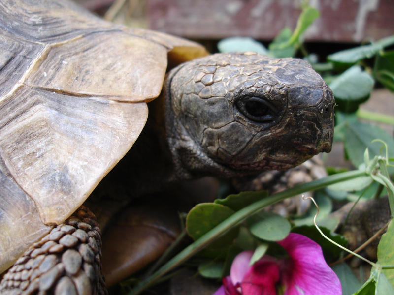 Houdini the Tortoise