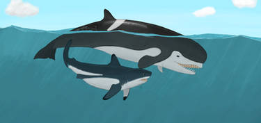 Young O.Megalodon investigates a livyatan V2