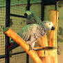 Grey Parrots