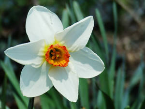 Narcissus