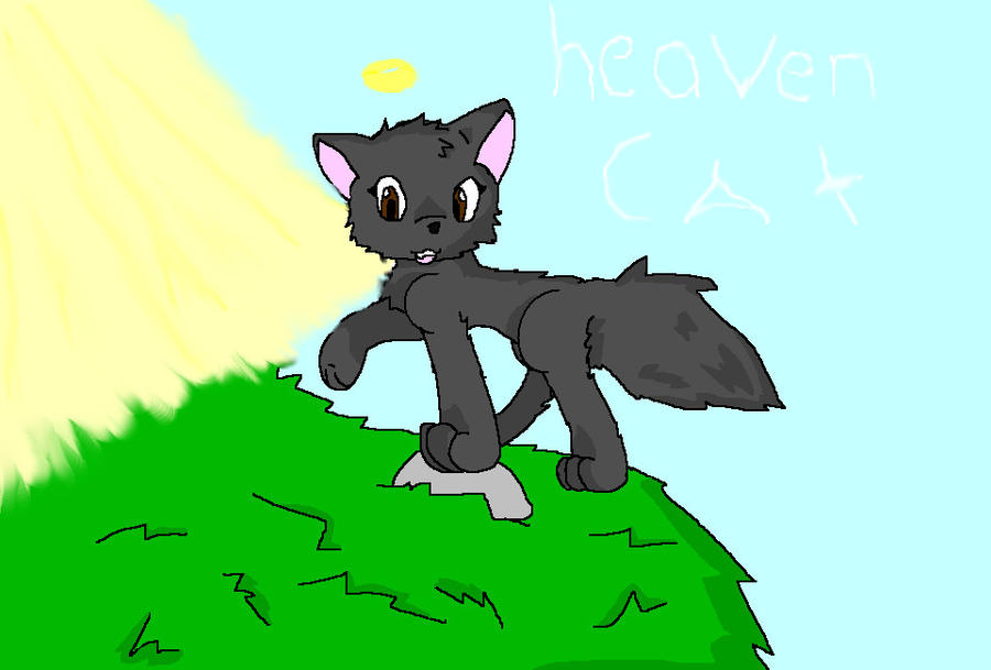 heaven cat