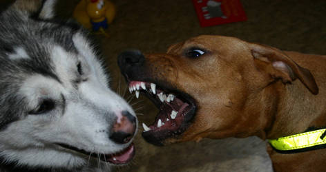 Ridgeback va Malamute