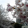 Chikushino Blossoms