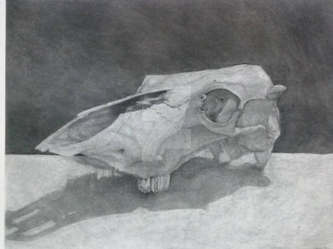 Skull Still Life Drawing