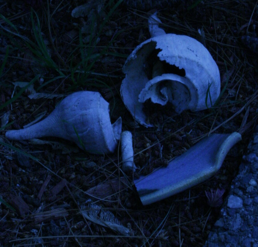 Blue Seashells