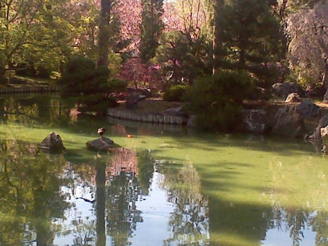 Japanese Gardens: Shadow