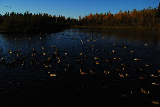 Stary Ducks