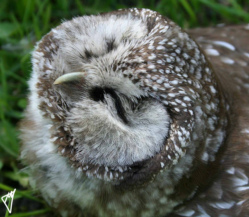 Fathers of an owl