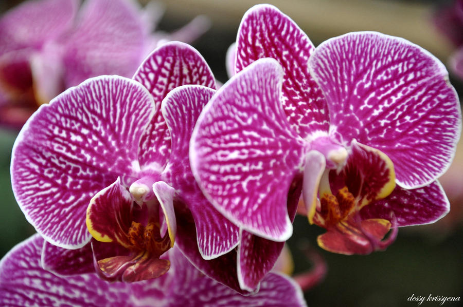 TWIN ORCHID