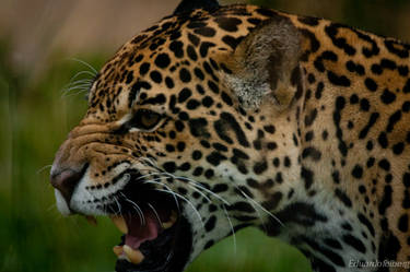 panthera