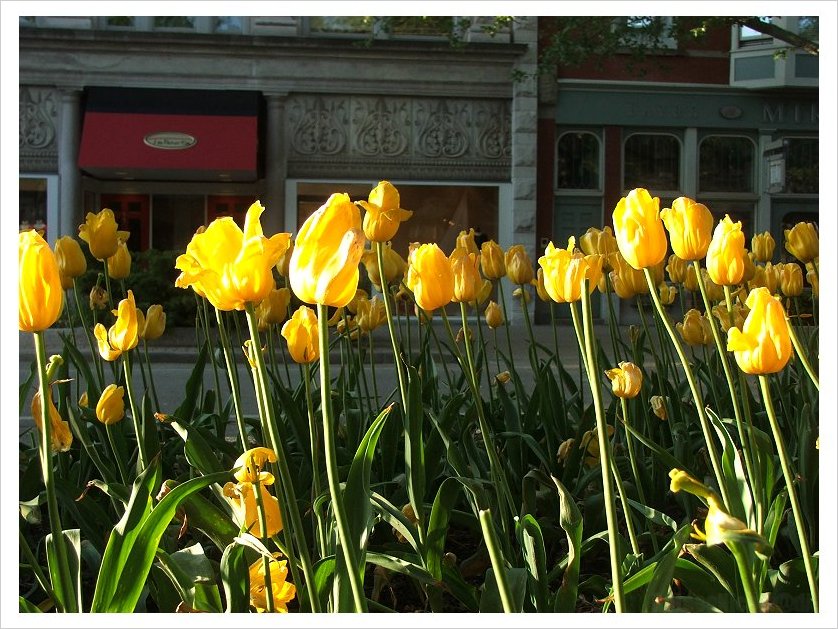 Tulip Time