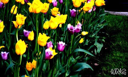 Purple and Yellow Tulips