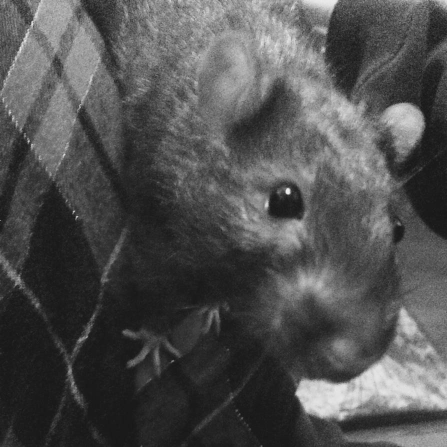 Rat / reference photo of Freckles the rodent by youstolemyhands on ...