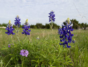 Bluebonnets