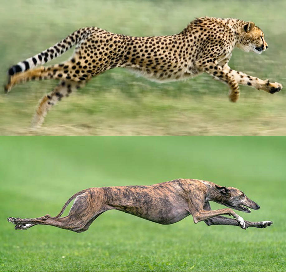 Cheetah Anatomy Study by The-Long-Feline on DeviantArt