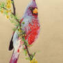 Cardinal to Poppy