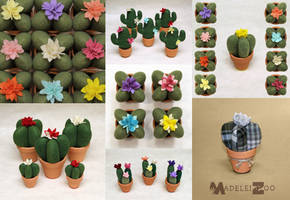 New cactus varieties in the shop!