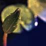 Budding in the rain