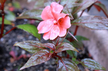 Wet Flower