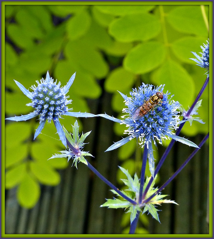 Echinops and hoverfly