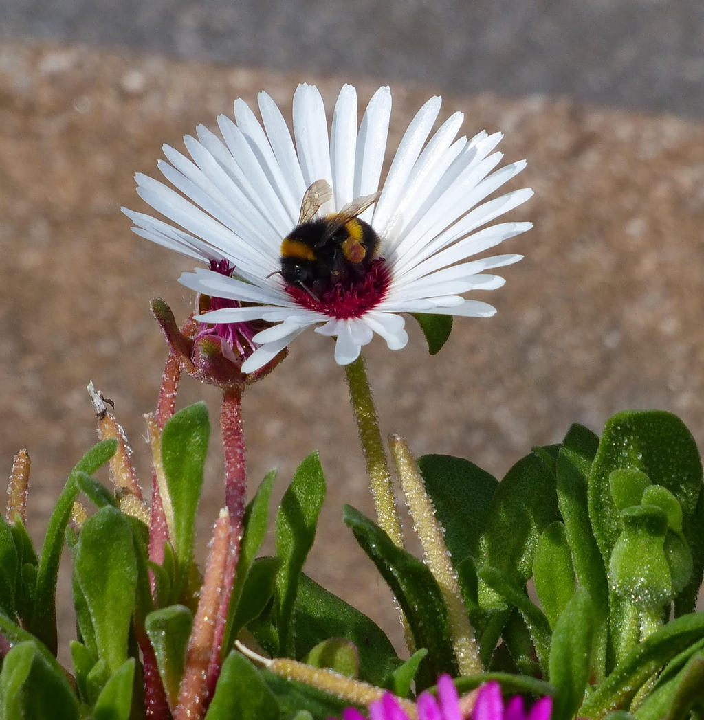 Iceplant Bee