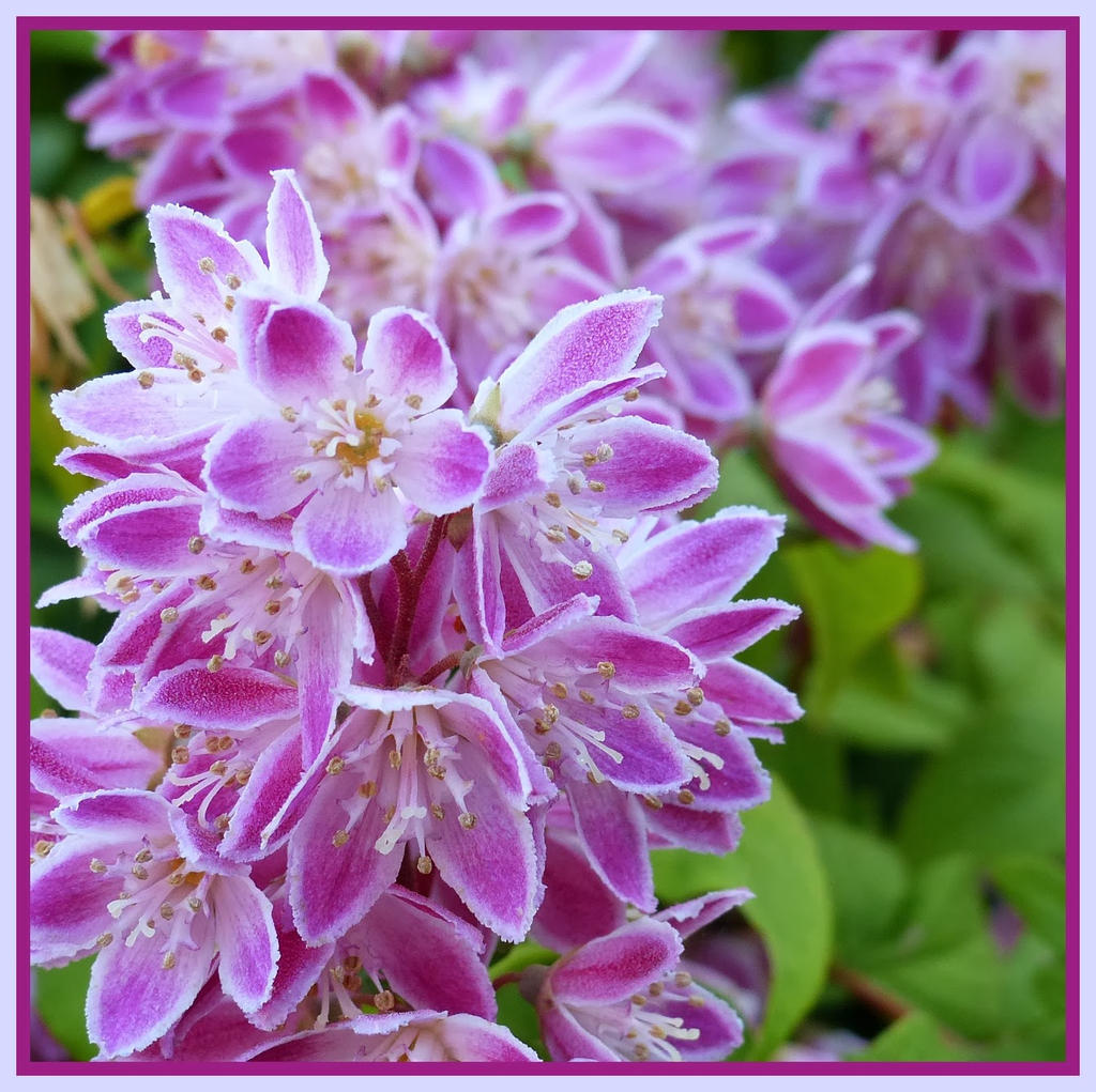 Deutzia