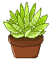 Lil green plant