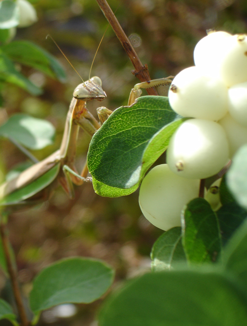 Praying Mantis