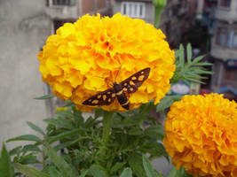 Butterfly In Flower